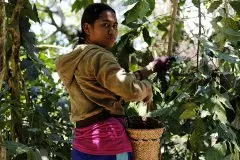 萨尔瓦多咖啡豆的种植环境 萨尔瓦多有什么好的咖啡豆