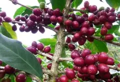 埃塞俄比亚日晒耶加雪菲G1孔加合作社咖啡豆风味口感香气描述
