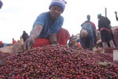 肯尼亚精品咖啡豆风味特点 肯尼亚AA TOP咖啡等级介绍