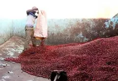 肯尼亚PB珍珠圆豆 Top级 锡卡产区蜂蜜合作社精品咖啡风味描述