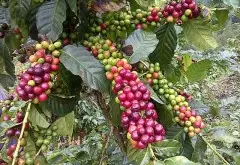 危地马拉（COE）7年冠军艾茵赫特庄园Nativo日晒咖啡风味口感描述