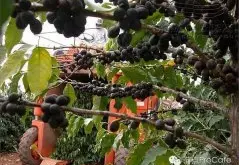埃塞俄比亚耶加雪菲的最新咖啡处理法——树上干果、在欉干燥法