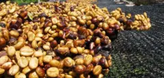 进口咖啡批发哥斯达黎加阿拉比卡蜜处理咖啡豆口味咖啡特点