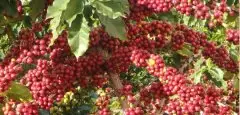 东非坦桑尼亚咖啡等级分级来源种植风味口感介绍