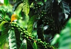 巴西喜拉多咖啡风味口感烘焙描述介绍