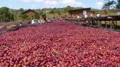 巴西米纳斯乔安庄园咖啡豆烘焙风味口感环境介绍描述
