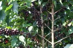 树上干果是什么意思？树上干果咖啡有什么风味特点？