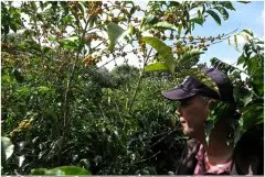 巴拿马科特瓦山脉庄园蜜处理法卡杜艾种精品咖啡风味口感香气描述