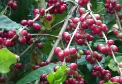 哥斯达黎加塔拉珠牧童庄园水洗精品咖啡冲煮风味口感香气描述