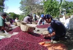 哥斯达黎加塔拉珠三奇迹庄园波旁蜜处理咖啡种植硬件设备特色介绍