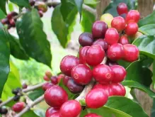 埃塞俄比亚西达摩日晒精品咖啡风味口感烘焙介绍