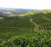 哥斯达黎加位置历史咖啡业发展咖啡豆出口量