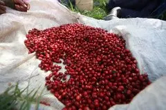 巴拿马白蜜处理咖啡 波奎特科特瓦咖啡庄园获奖记录及产地信息