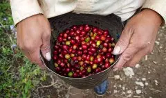 洪都拉斯研发新品种-圣文森处理厂厄瓜多小农Pacas+IH90咖啡介绍