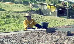 巴西南米那斯高景庄园日晒黄波旁咖啡风味特点产地信息介绍