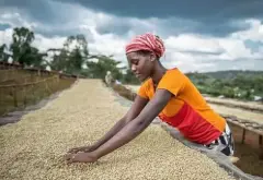 埃塞俄比亚咖啡星巴克，埃塞俄比亚咖啡合作社名称与介绍