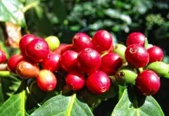 尼加拉瓜隐密庄园产地信息介绍 水洗红色卡杜拉咖啡风味特点