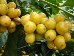 黄波旁咖啡豆名字的来源 黄波旁品种基本特征风味口感特点