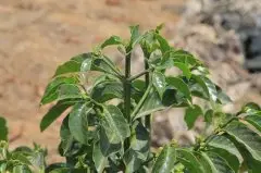 卡杜拉咖啡豆口感风味如何 波旁单基因变种-卡杜拉