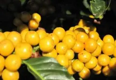 马拉维姆祖祖最出名的咖啡 Misku咖啡豆风味口感介绍