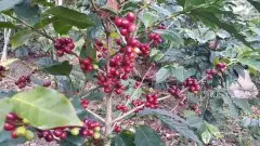 尼加拉瓜-山茶花庄园信息资料介绍 水洗卡杜拉咖啡风味口感