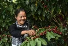 云南新寨咖啡庄园信息介绍 最佳的小粒咖啡产地云南保山潞江坝