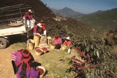 哥斯达黎加塔拉珠牧童庄园处理厂信息 百年水洗工艺牧童庄园咖啡