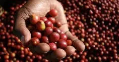 埃塞俄比亚科洽雷 波隆那-柯锐处理厂信息介绍 水洗科洽雷咖啡风