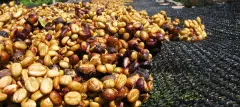 巴西顶级达特拉庄园水洗旭日东升咖啡风味生豆描述