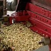哥伦比亚凯夏露咖啡协会雨林联盟认证SHB咖啡豆烘焙介绍