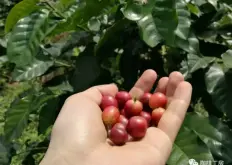 哥斯达黎加圣马丁农场特殊微气候优质古品种咖啡介绍