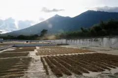 危地马拉咖啡种植历史最悠久的卡佩提洛庄园 Capetillo farm介绍
