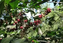 花神咖啡有两种！花神-贝拉卡摩娜庄园Hacienda Bella Carmona