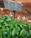 肯尼亚咖啡分级介绍：肯亚AA咖啡的生豆处理和生产方式
