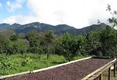 哥斯达黎加微风处理厂Monte Brisas萨拉卡庄园Finca Salaca介绍