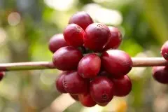 肯尼亚奇古舒处理厂Kiaguthu信息介绍 肯尼亚精品咖啡产业特色