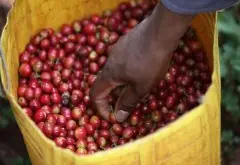 肯尼亚冽里产区Rumukia 咖啡农合作社Kiawamururu 处理厂AA介绍