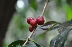 巴布亚新几内亚Wahgi Valley维基谷地 Kunjin咖啡“酸甜震”风味