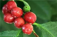 衣索比亚谷吉柯尔夏摩卡妮莎处理厂咖啡豆产量方法风味介绍