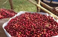 巴拿马紫玫瑰咖啡豆种植微型气候介绍 紫玫瑰风味介绍
