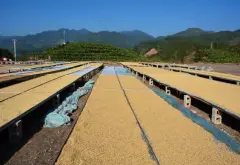 咖啡大国巴西的五个超级产区和三个精品产区介绍