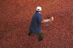 世界上最好的咖啡产地中国海南北部和云南南部详细介绍