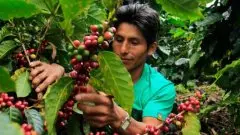 洪都拉斯水洗精品咖啡豆介绍 果兹匹耶思咖啡庄园介绍