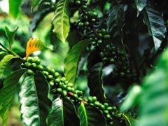 肯尼亚Tekangu合作社精品高品质咖啡介绍 咖啡的永续经营方法