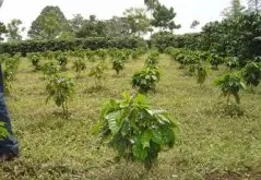 哥斯达黎加咖啡豆概况介绍 哥斯达黎加咖啡产地与品质的关系