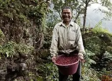 2017危地马拉热门咖啡豆-危地马拉薇薇高原拉伯莎庄园波旁种咖啡