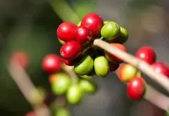 危地马拉咖啡简史与咖啡小档案 按海拔分级的危地马拉有什么特点