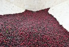 危地马拉安提瓜花神咖啡种植环境及烘焙建议 贝拉卡蒙纳花神咖啡