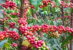 危地马拉薇薇特南果产区希望庄园介绍 危地马拉咖啡手冲参数建议