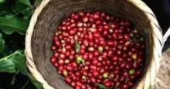 肯尼亚奇望地(Kigwandi)Nyeri小农咖啡豆风味口感介绍